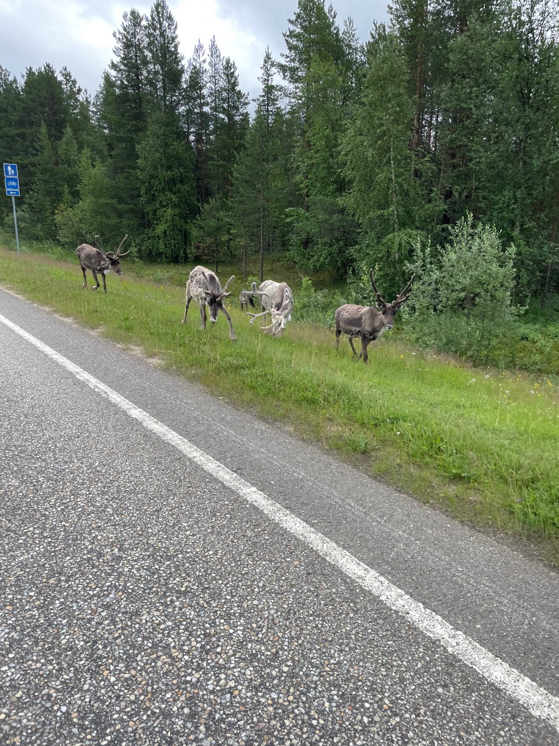 Les troupeaux de rennes m'accompagnent en laponie finlandaise