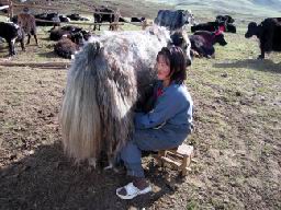 “MONGOLIE-traite