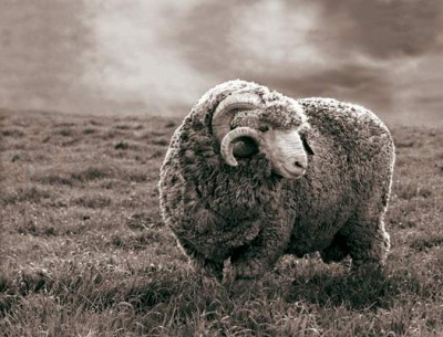 D'où vient la laine et laquelle choisir pour ses vêtements ?