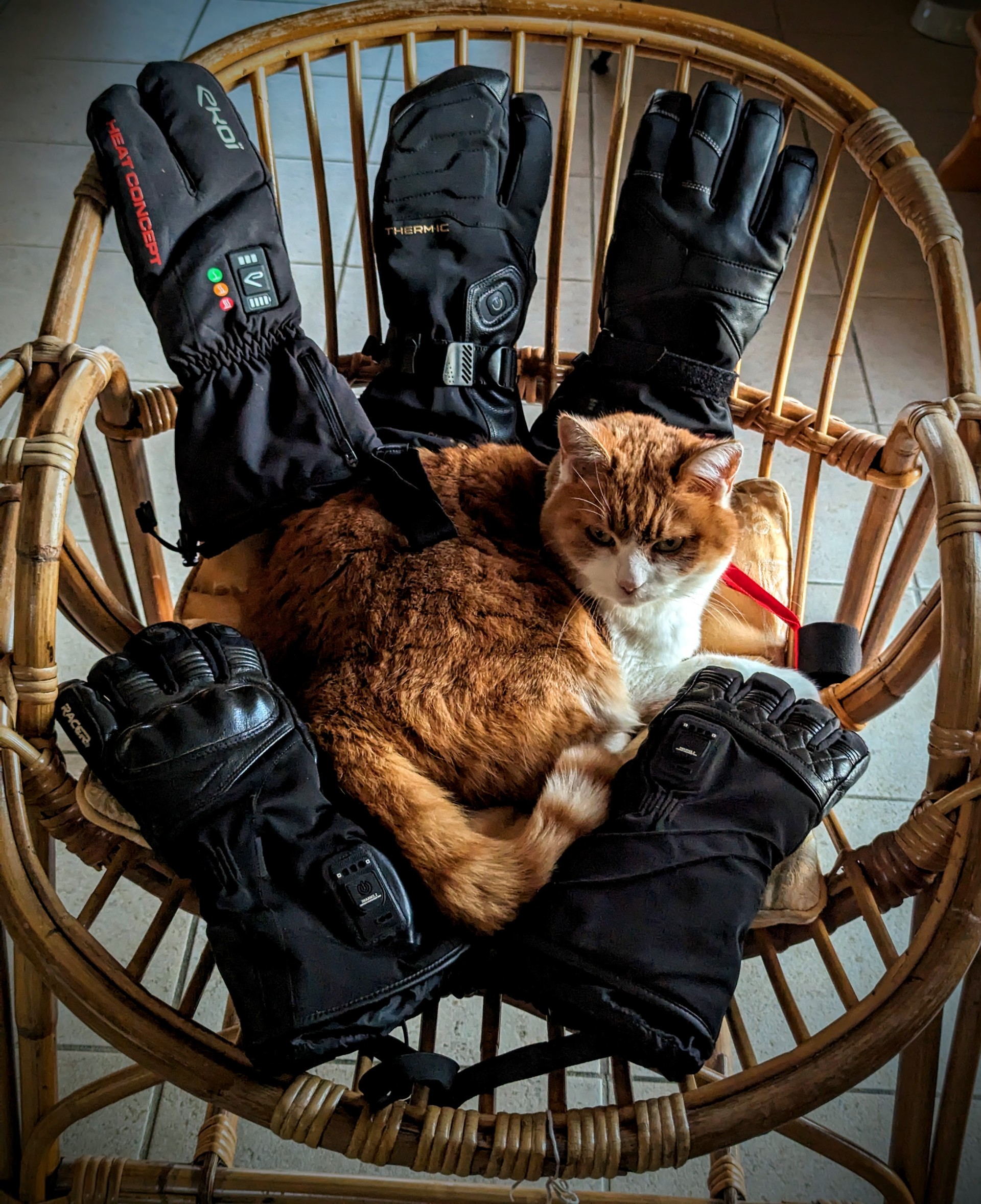 Montre chat à lunettes - Les coussinets du coeur