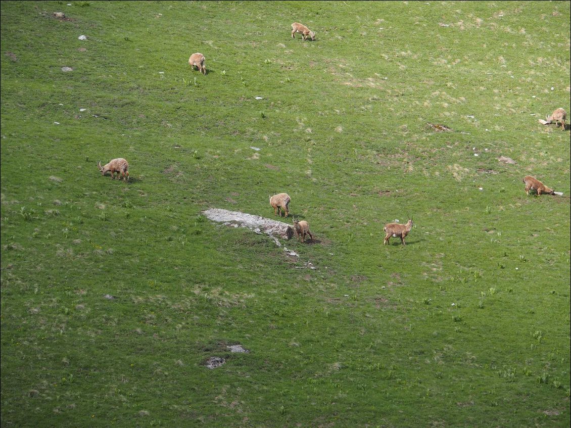 Nous rencontrons un troupeau de bouquetins sur les hauteurs des Chapieux . Une pause s'oblige pour les observer. 
