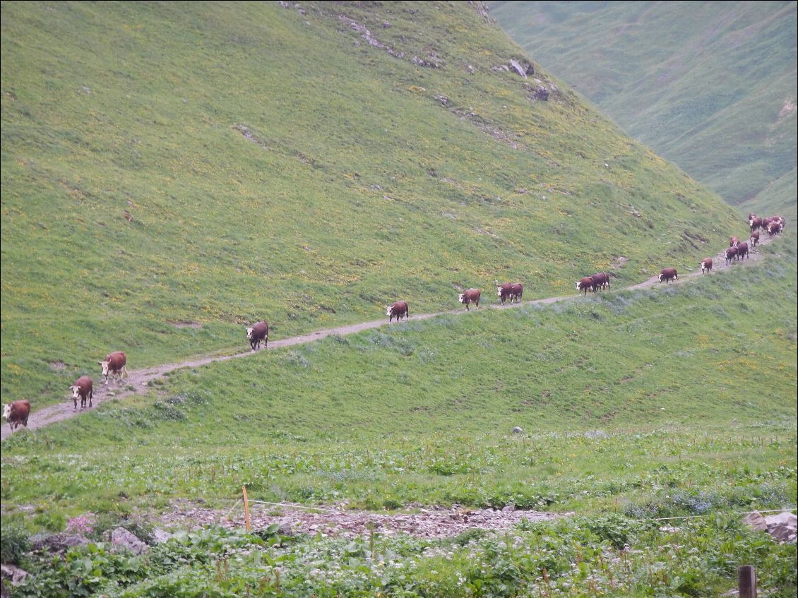 Nous ne sommes pas seul dans la montagne....