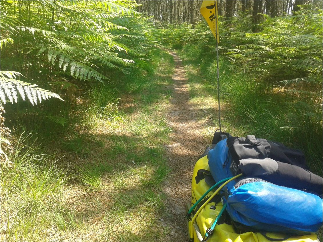 Single track dans la forêt landaise