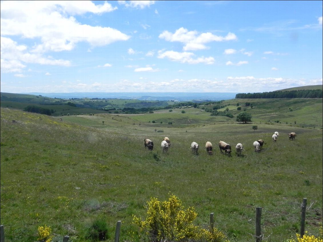 Paysages de l'Aubrac