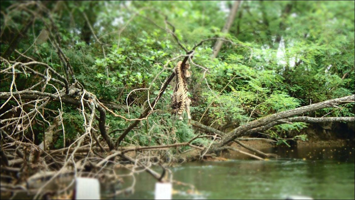 Les restes d'un mammifère en état de décomposition avancé, suspendu au dessus de l'eau. Ambiance bayou !