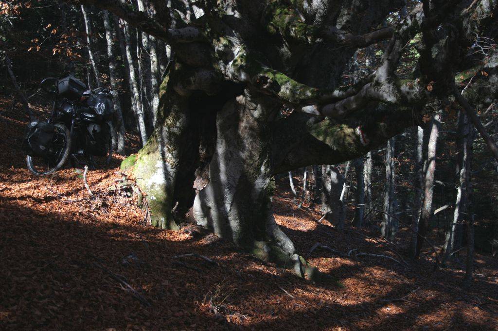 Le vieux hêtre (Fagus sylvatica) pousse en cépée de trois brins au bord du sentier.