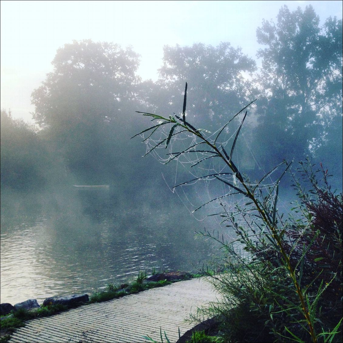 La toile du matin. Un réveil un peu humide et froid mais les rayons du soleil me réchaufferont rapidement.