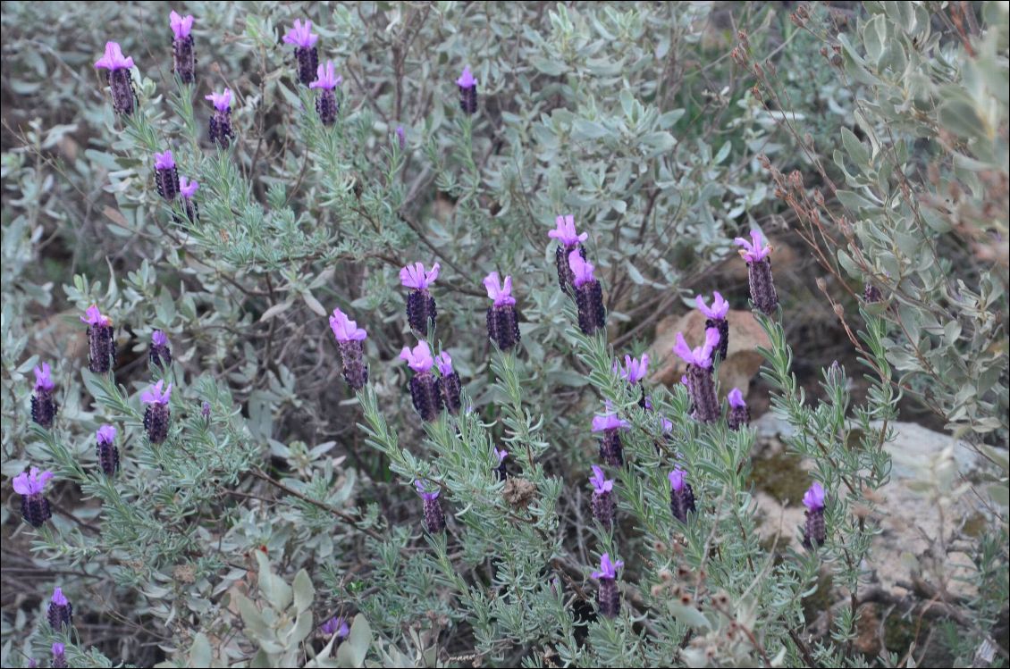 Serait-ce le début du printemps?