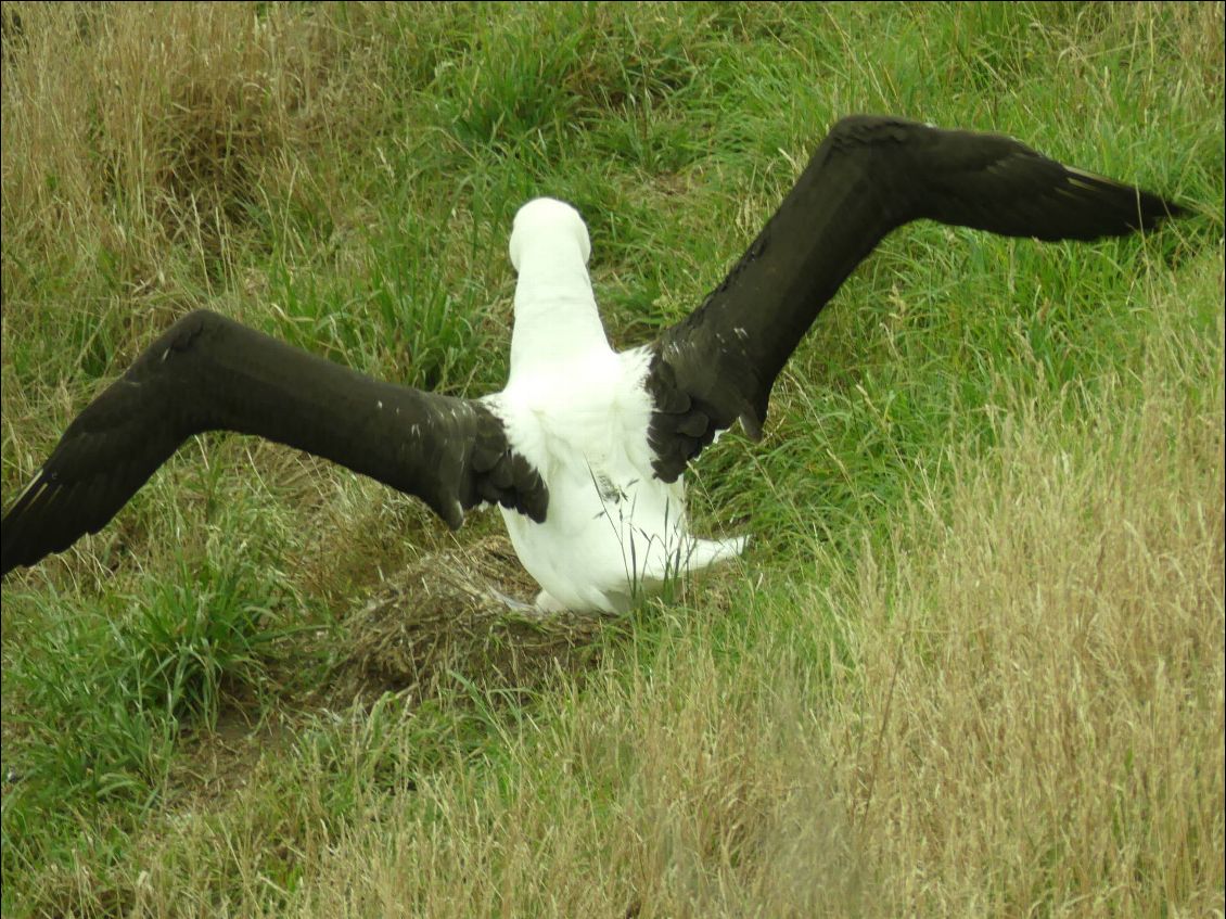 OK c'est toi le plus grand, arrête de déployer tes ailes de géants, elles t'empêchent de rentrer dans le cadre!