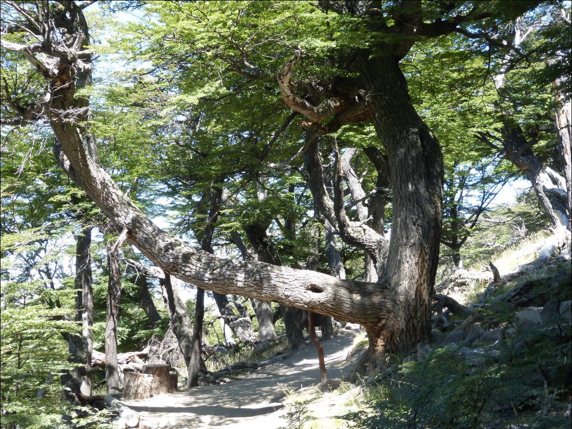 Belle traversée de forêt, parc du Fitz Roy