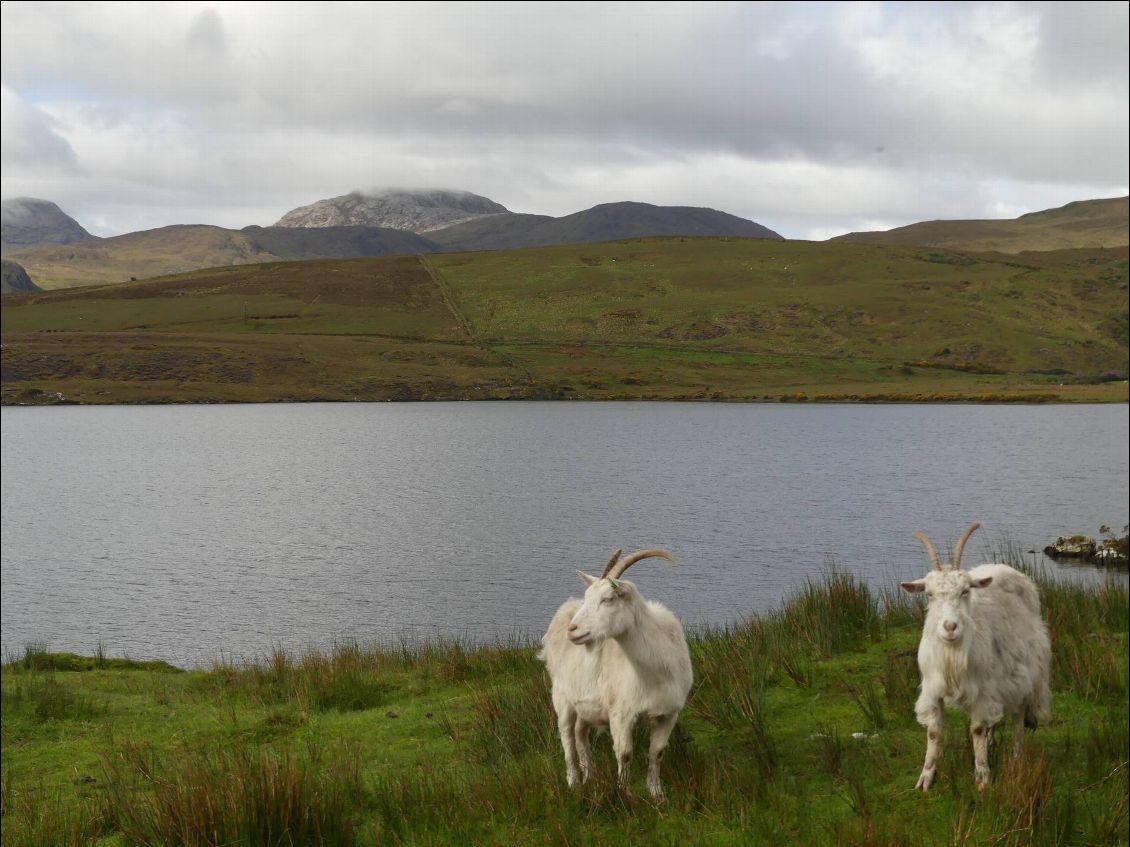 c'est juste moi ou ... ils sont pas un peu bizarres ces moutons???