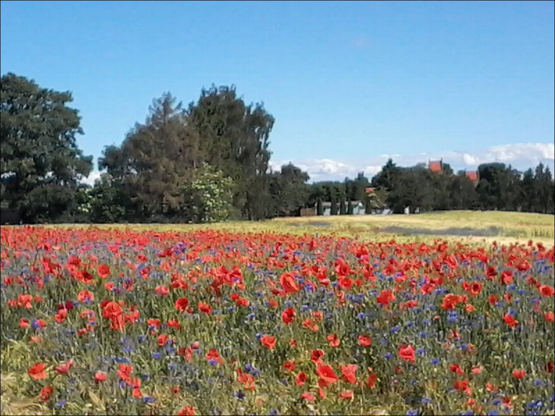 Campagne danoise