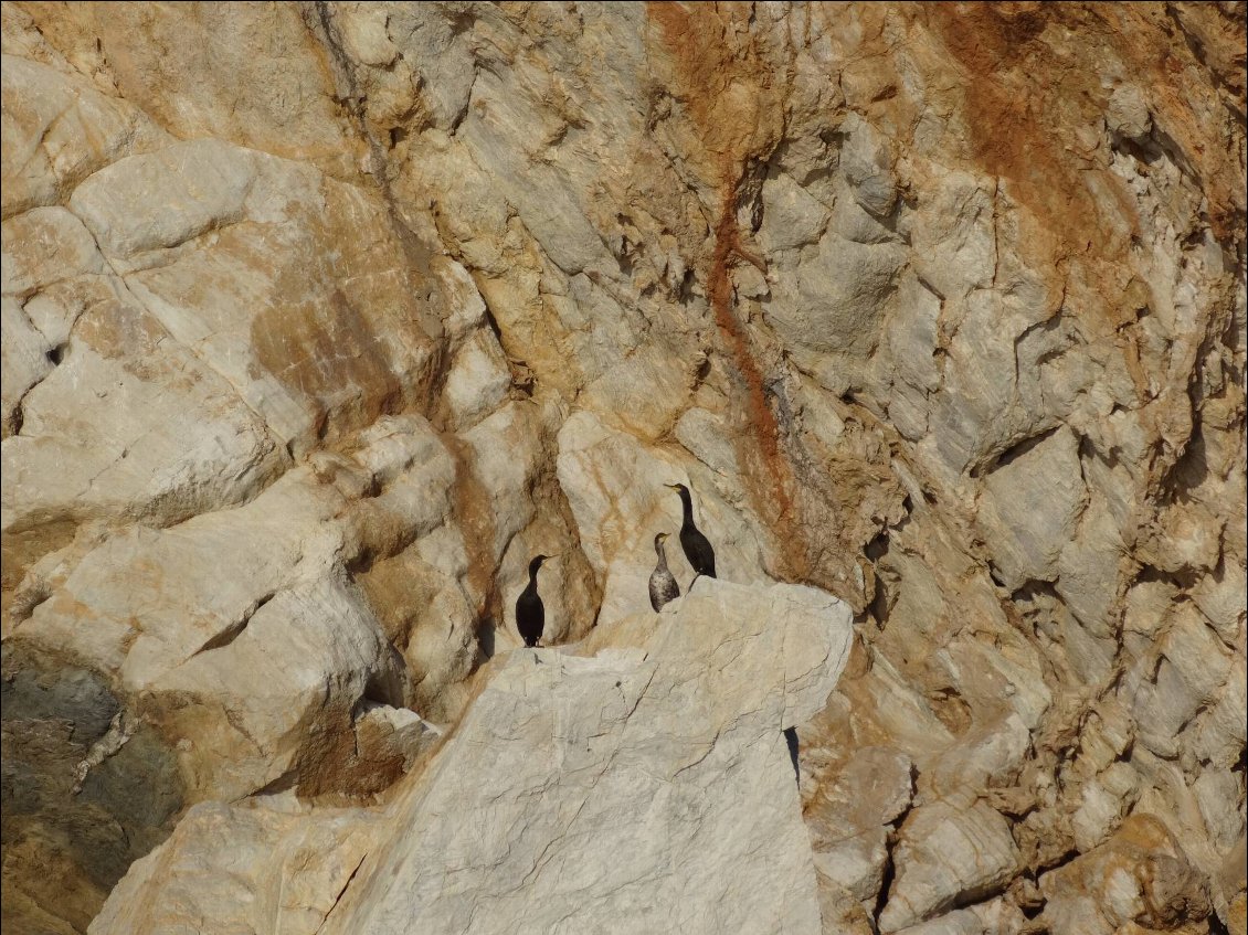 Cormorans près de notre bivouac