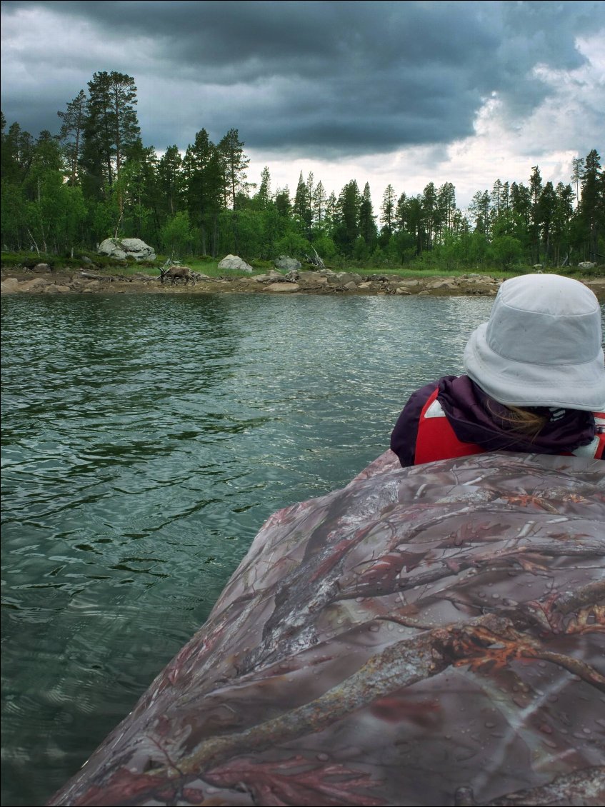 On s'approche sans aucun bruit en laissant le canoë dériver, rien n'y fait, l'animal maintiens une distance incompressible.