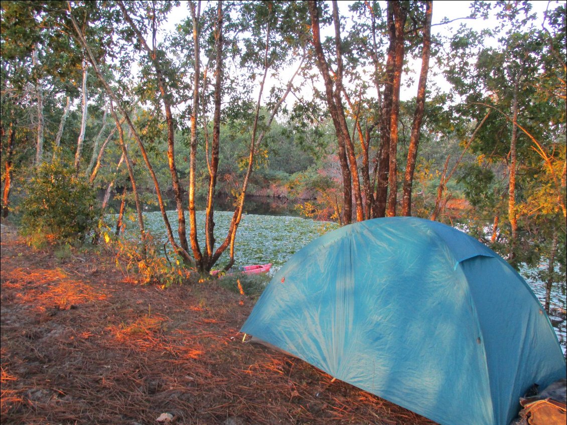 Bivouac , canoë et nénuphar, au petit matin