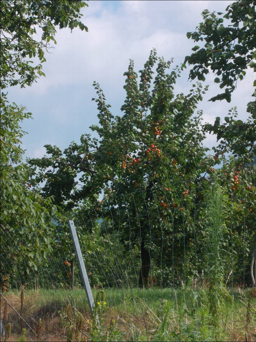 des arbres qui croulent sous les abricots!!!