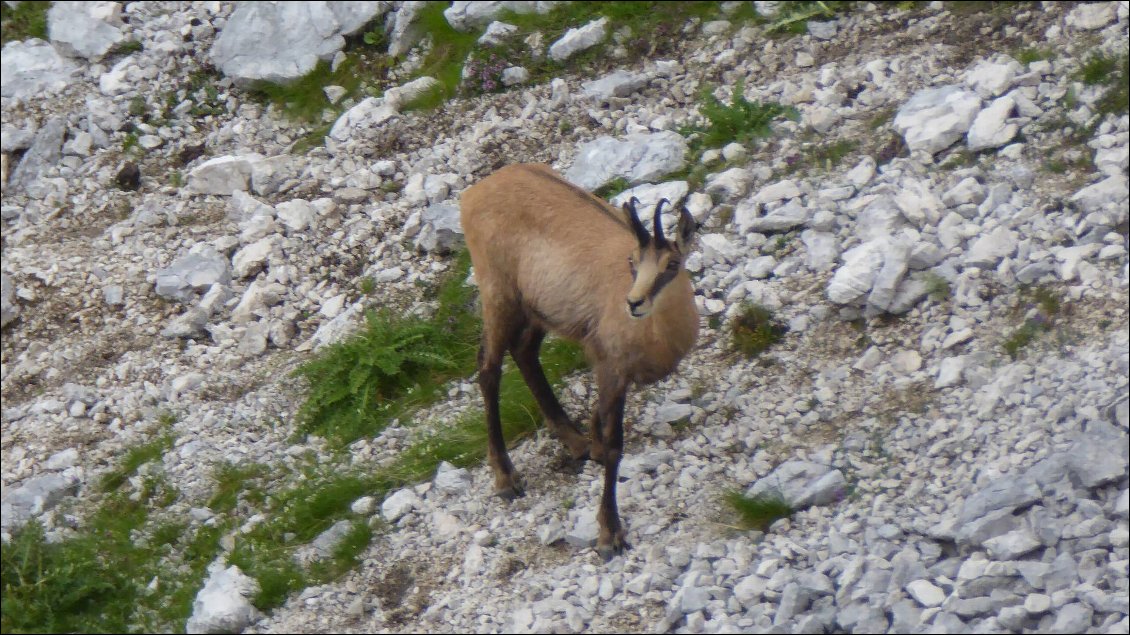 Chamois