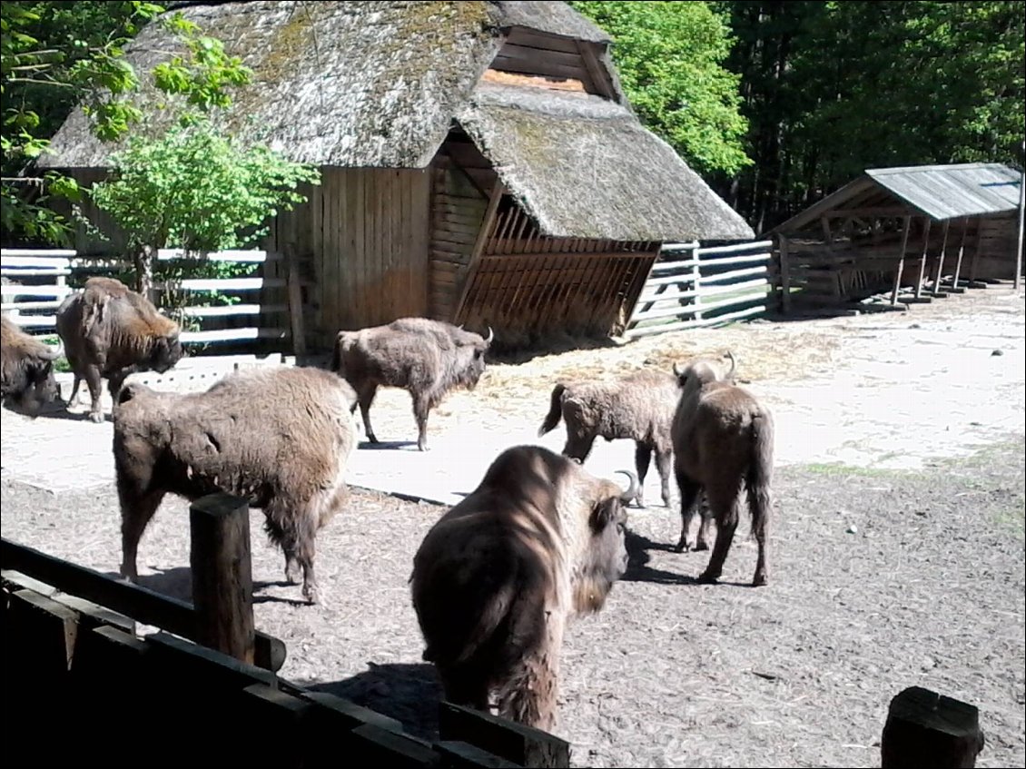 Réunion péda !
Une réserve élève des bisons d'Europe. On peut en voir quelques uns dans un enclos.