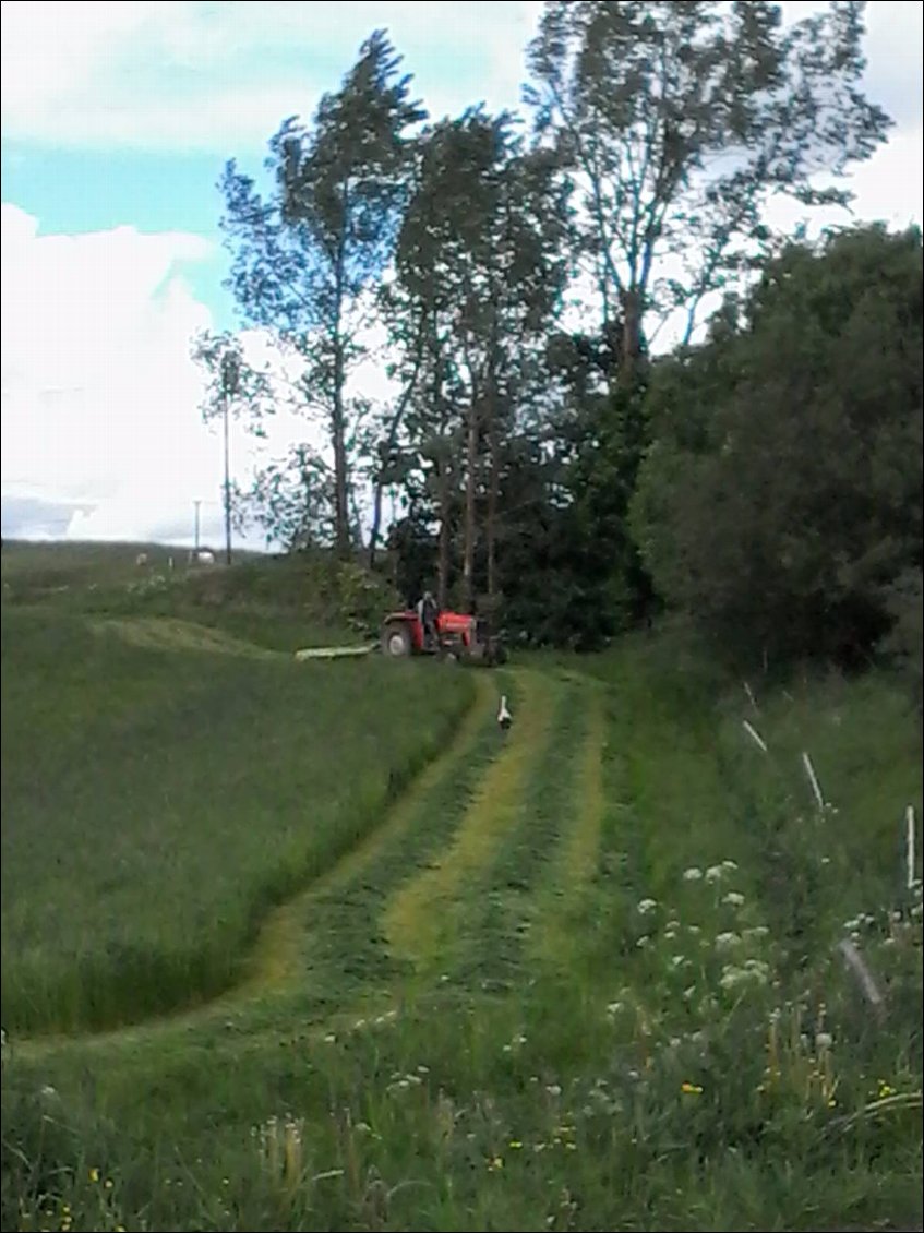 La cigogne qui voulait être aussi grosse qu'un tracteur.