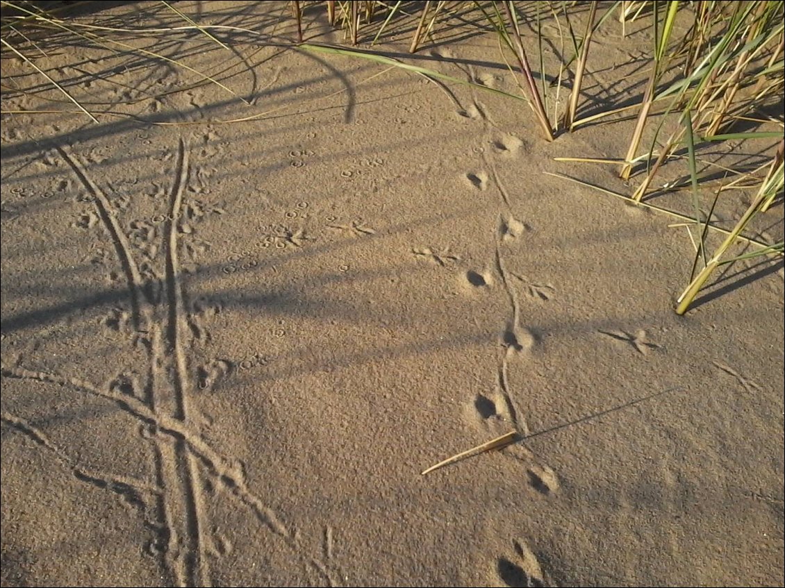 Empreintes dans les dunes. "Il est passé par ici. Il repassera par là. ... "