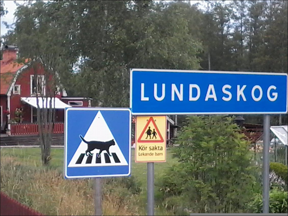 Attention à Lundaskog, traversée intempestive de chats bien éduqués.