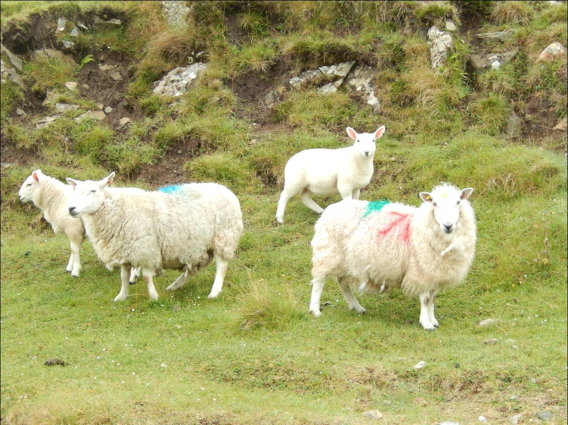 On retrouve les moutons, près du Loch Assynt