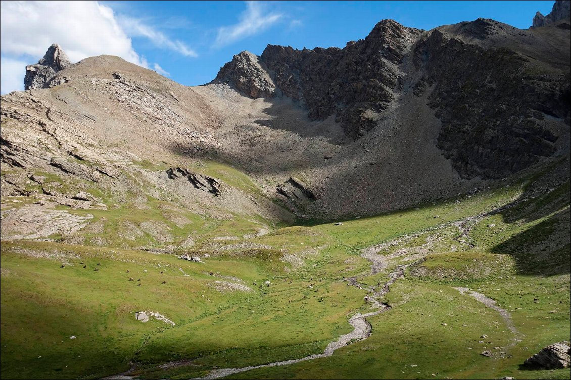 Il faut regarder cette photo en plein écran : toutes les tâches noires sur fond d'herbe sont des bouquetins :-)