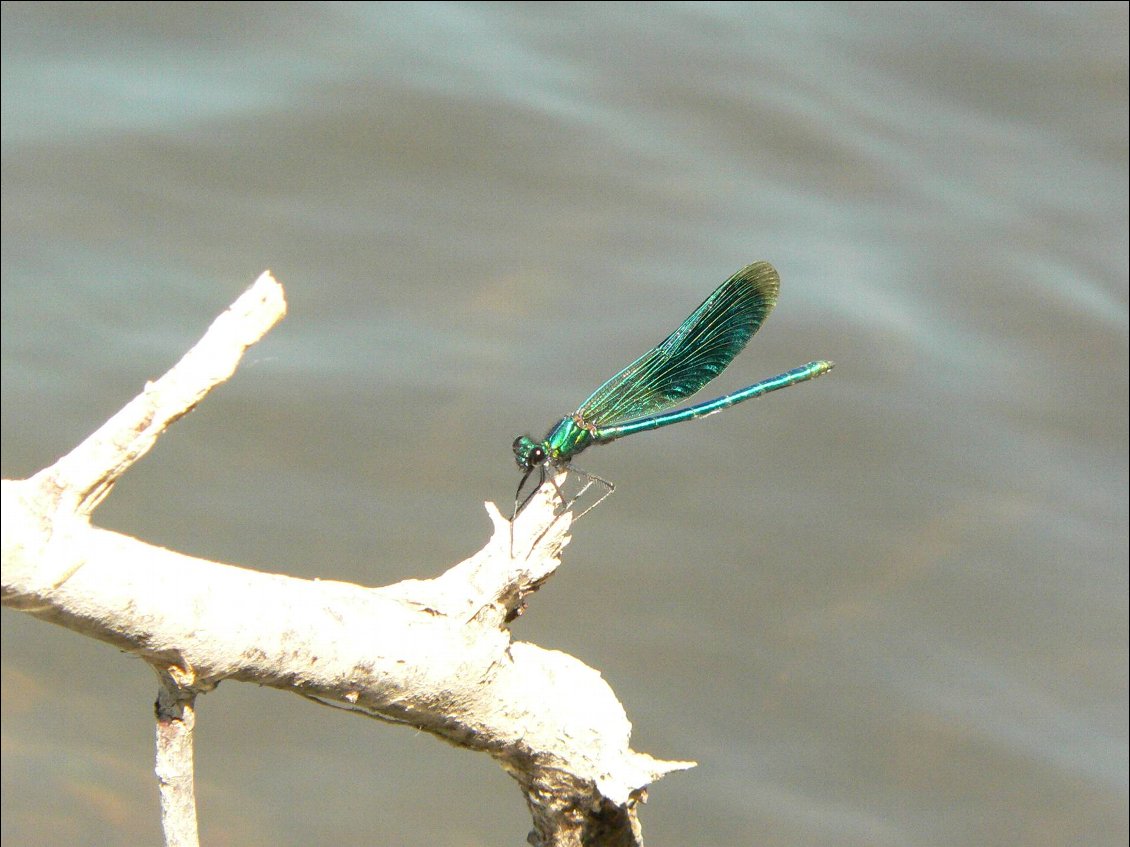 Une demoiselle assortie à mon hamac!