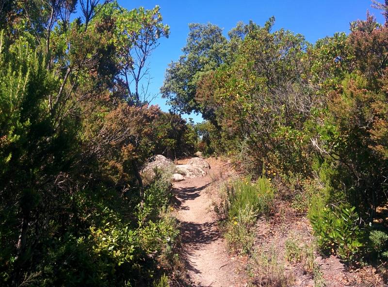 Sentier dans le maquis