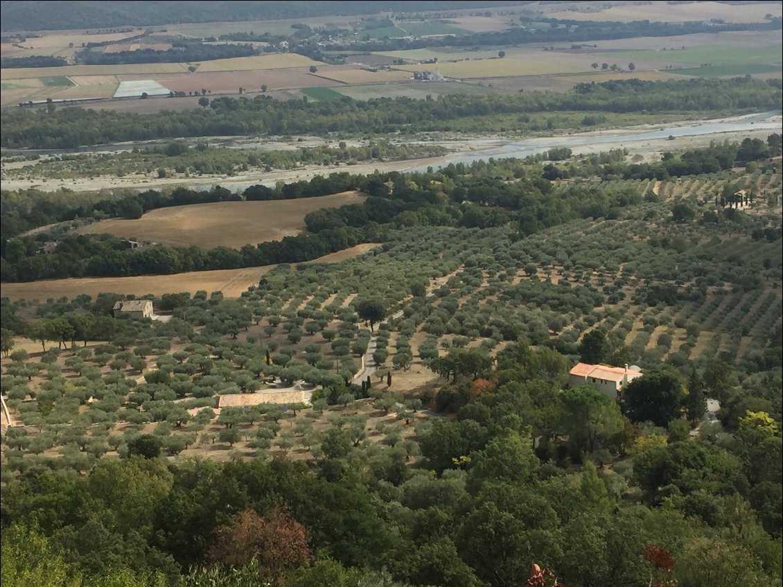 Une plantation d'Olivier