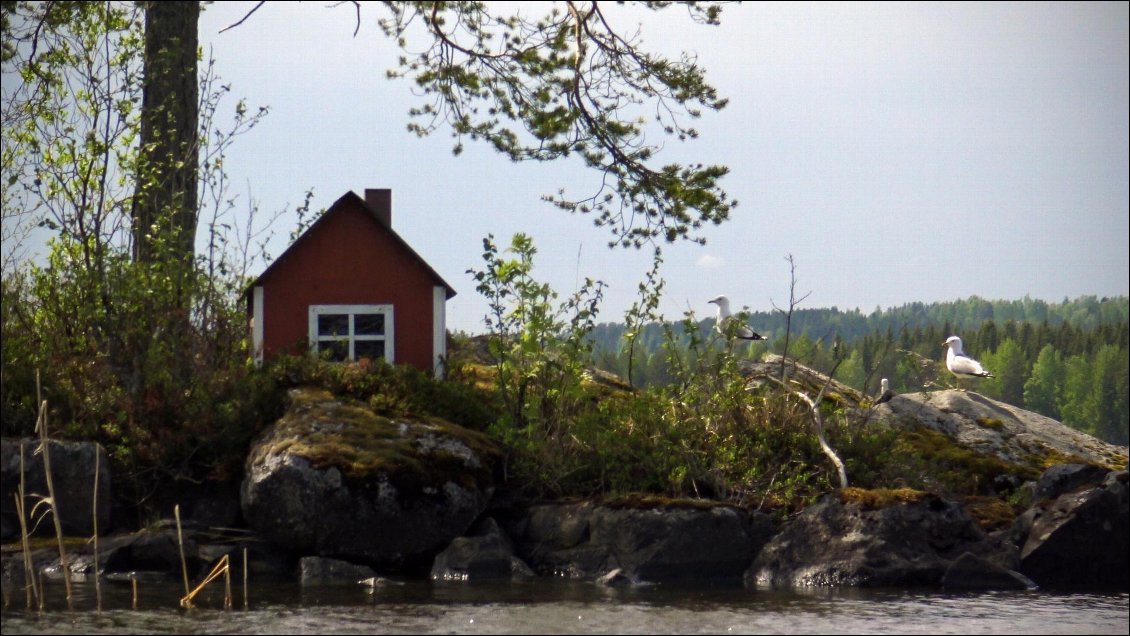 Sauna pour mouettes !