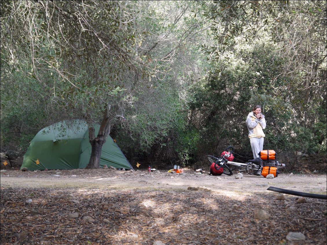 Belle oliveraie en Balagne, parfait pour un bivouac !