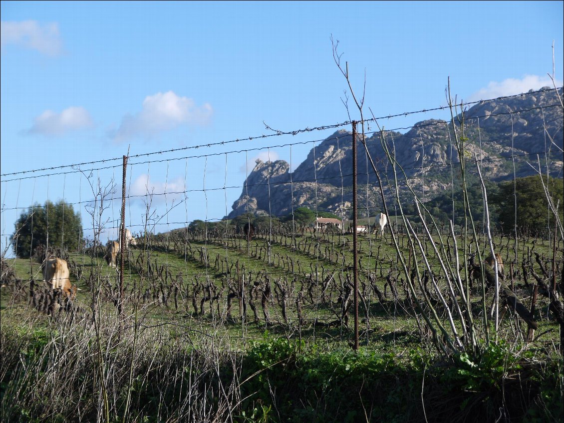 vin en biodynamie