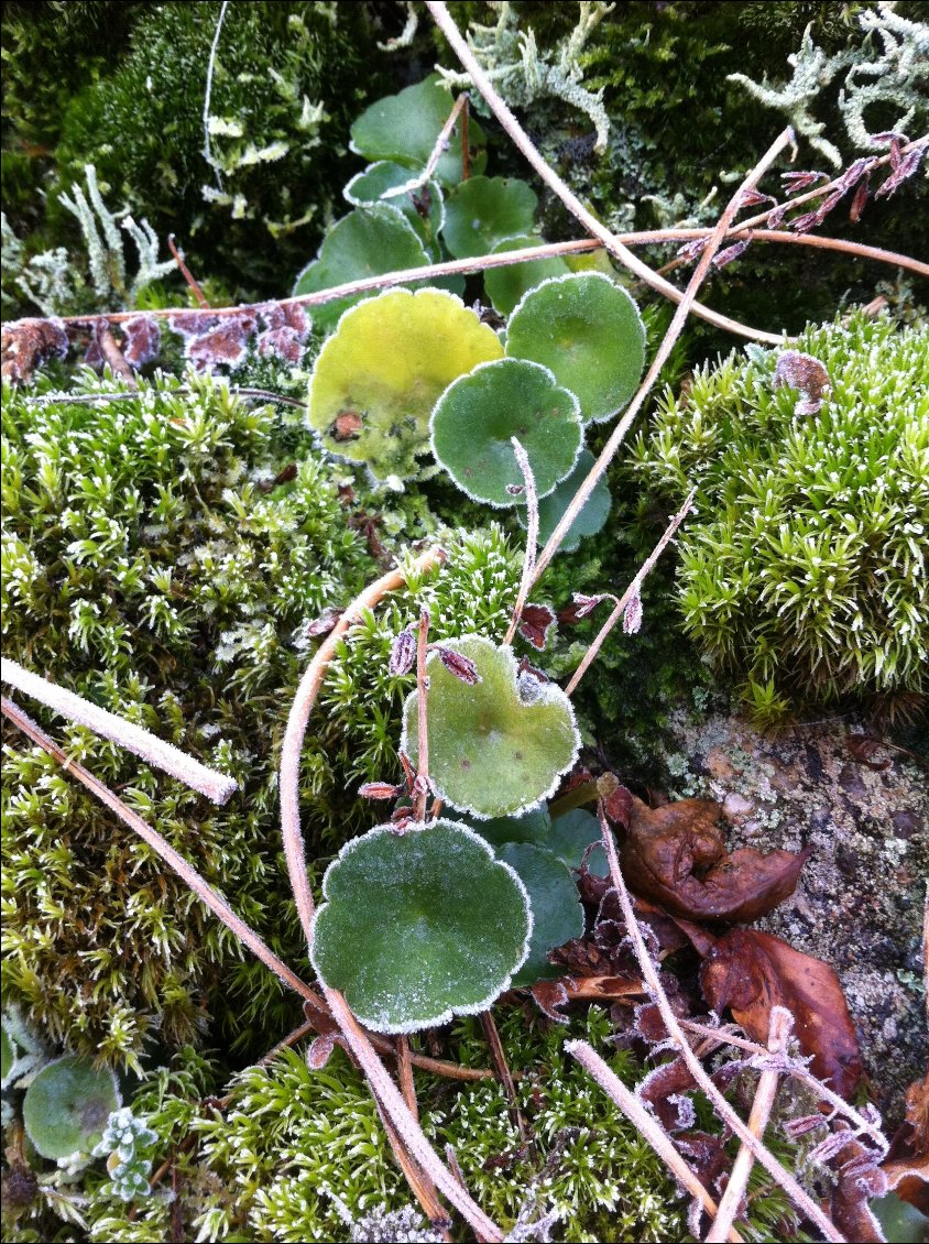 Petite salade de nombrils-de-Vénus givrés, au goût subtilement citronné, dans leur mousse des bois.
Bon, là, c'est sérieux, c'est des plantes comestibles! Délicieux en salade... 