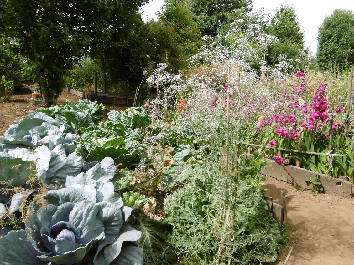 Fleurs et légumes du jardin de Teresa