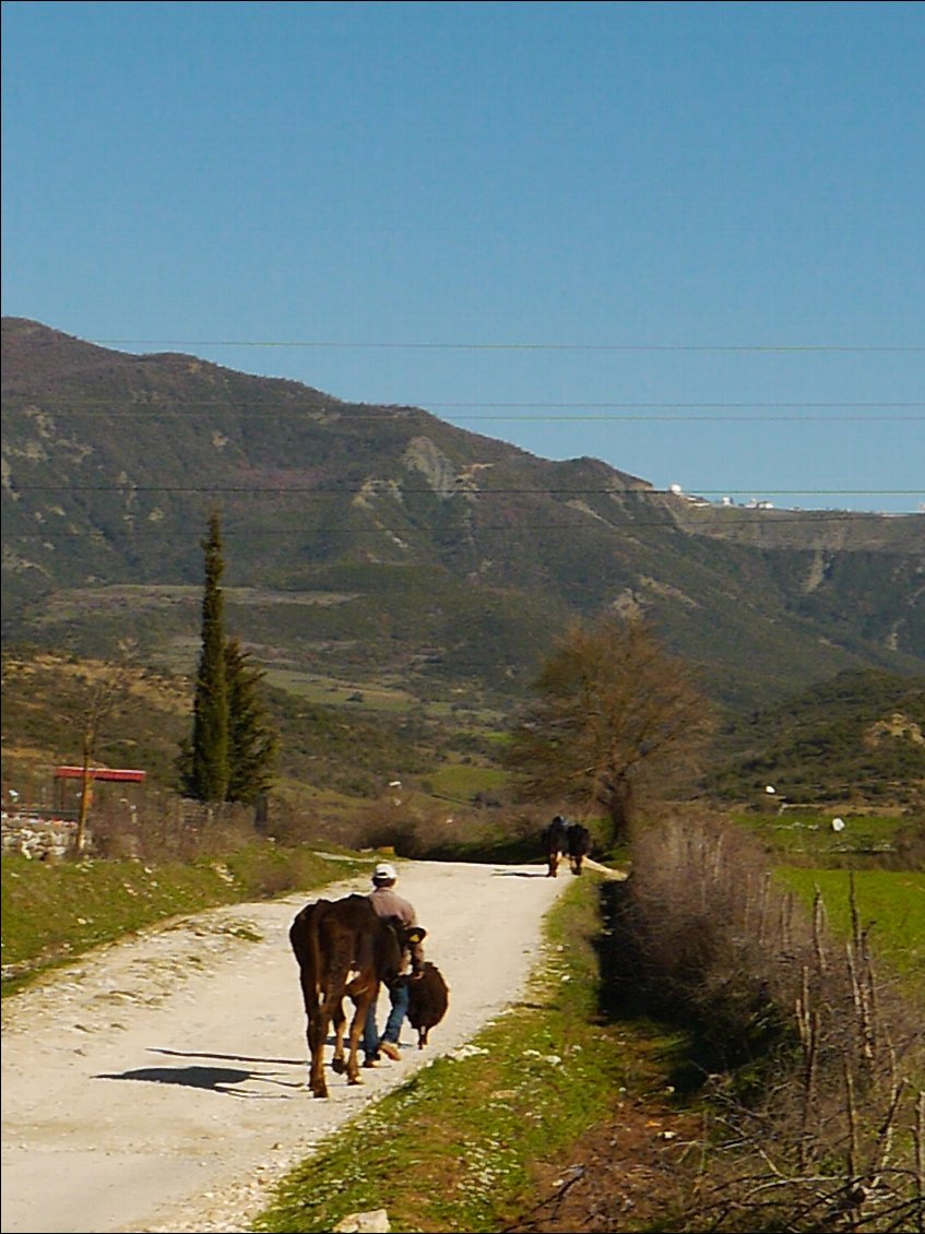 vache,brebis et mule en tenue du dimanche