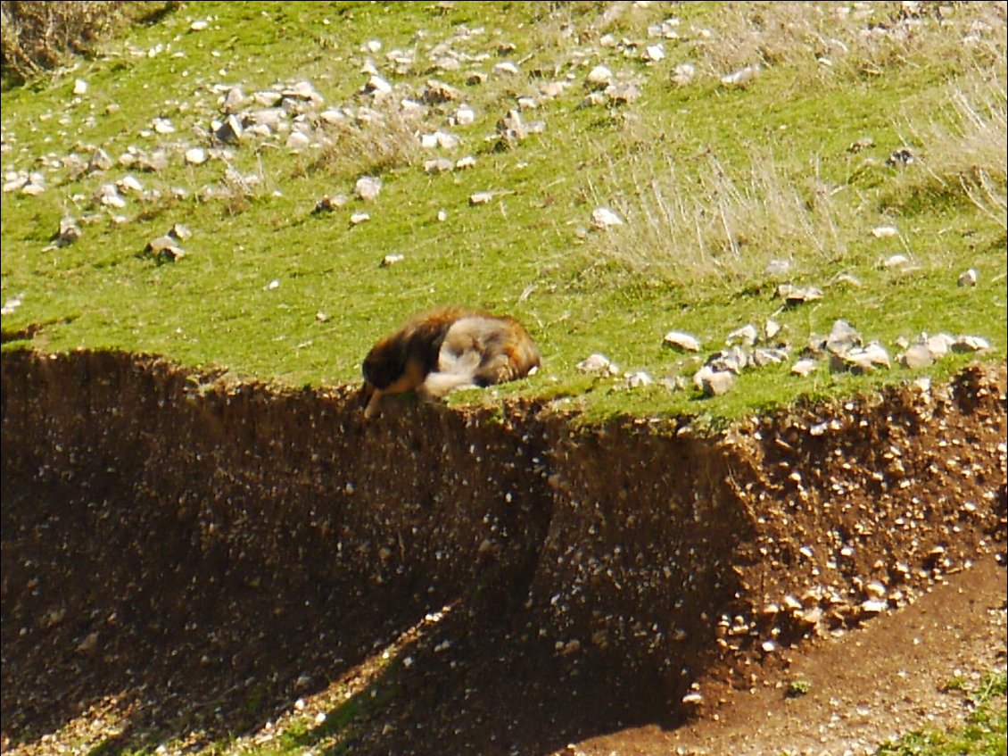 le chien du berger