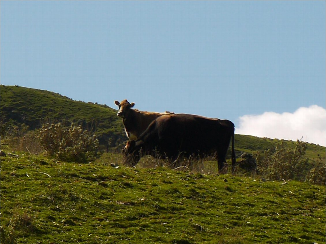 et les vaches