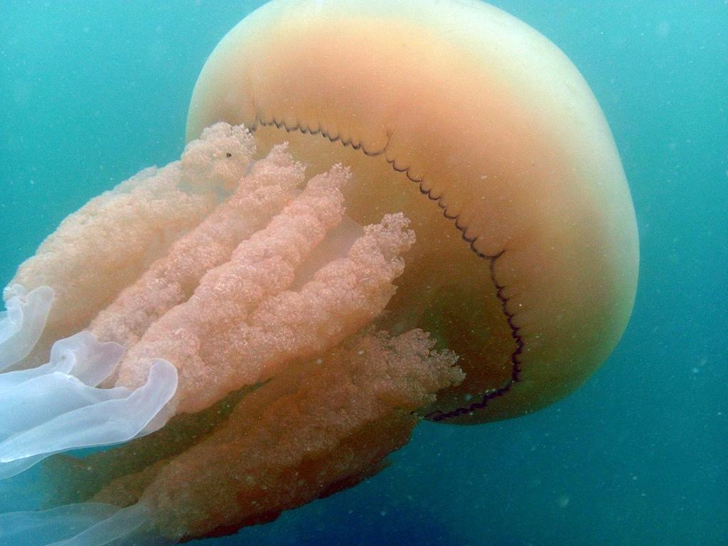 La même (Poumon de Mer) dans son élément