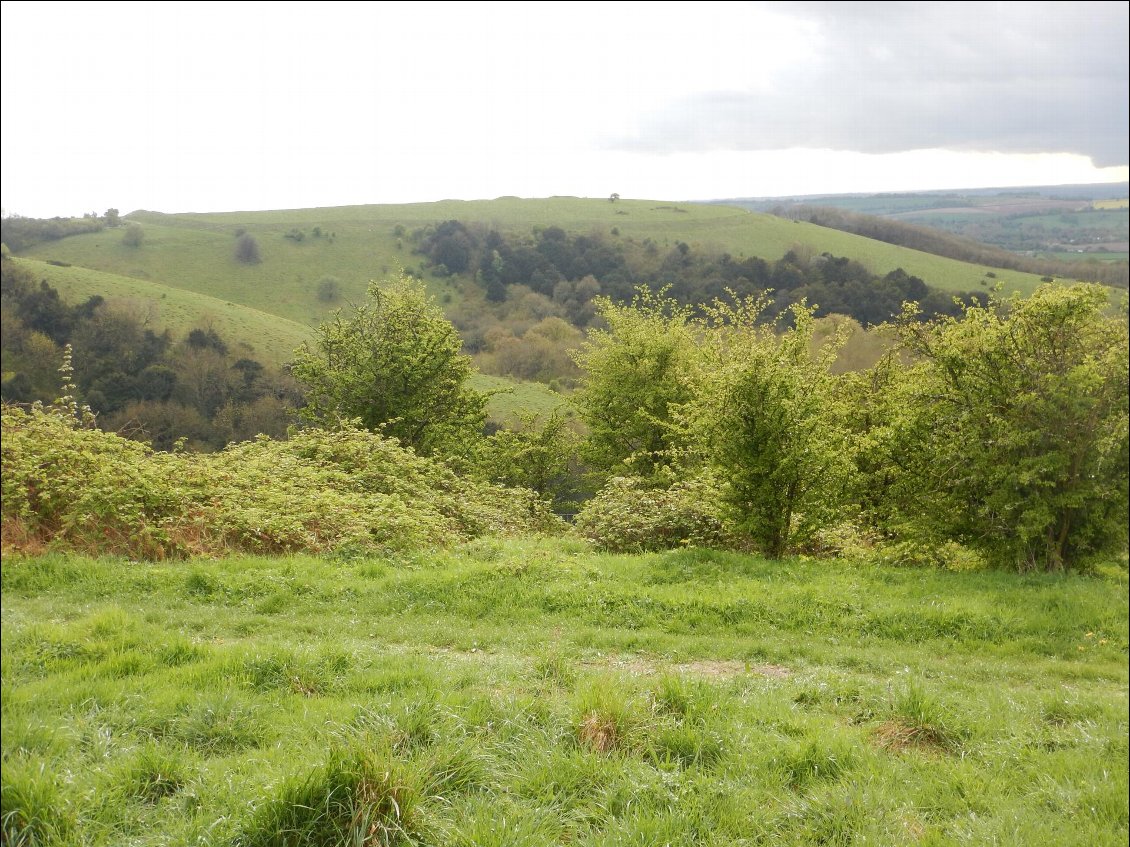 Old Winchester Hill Iron fort : on en distingue les contours sur la colline