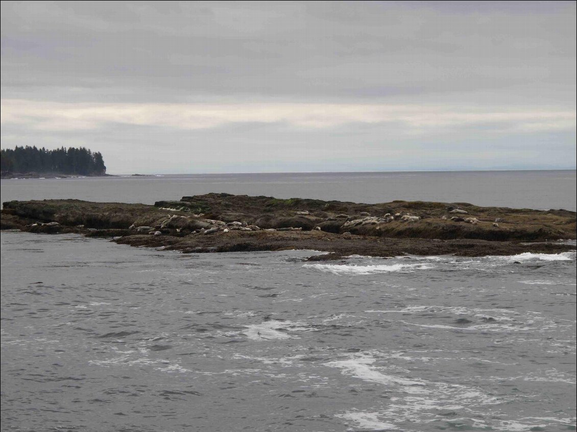 Une autre colonie de lions de mer.