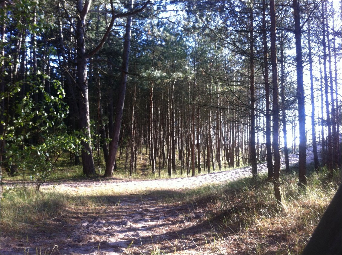 Forêt de Lazy