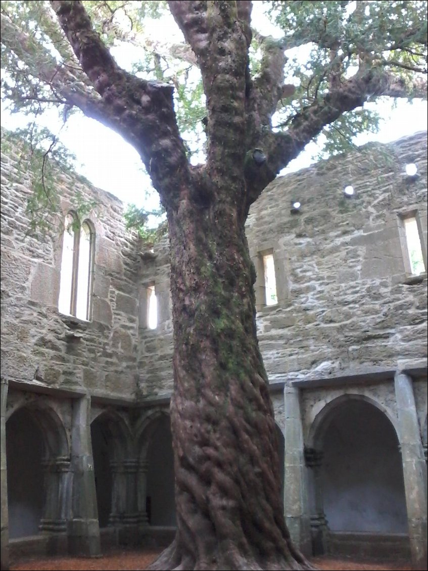 Au milieu du cloître, un if plusieurs fois centenaire.