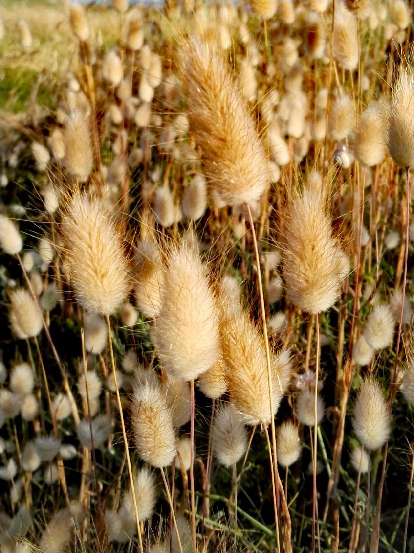 Lagure ovale (Lagurus ovatus) appelé aussi queue-de-lièvre