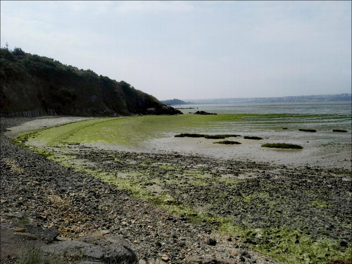 Gréve de Saint-Guimond couverte d'algues vertes du genre Ulva