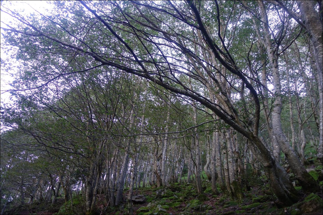 Départ sur le chemin de l'Impératrice pour atteindre le cirque de Glère. Bien au frais, bien à l'ombre. Montée tranquille à flanc. Superbe forêt, ambiance magique.