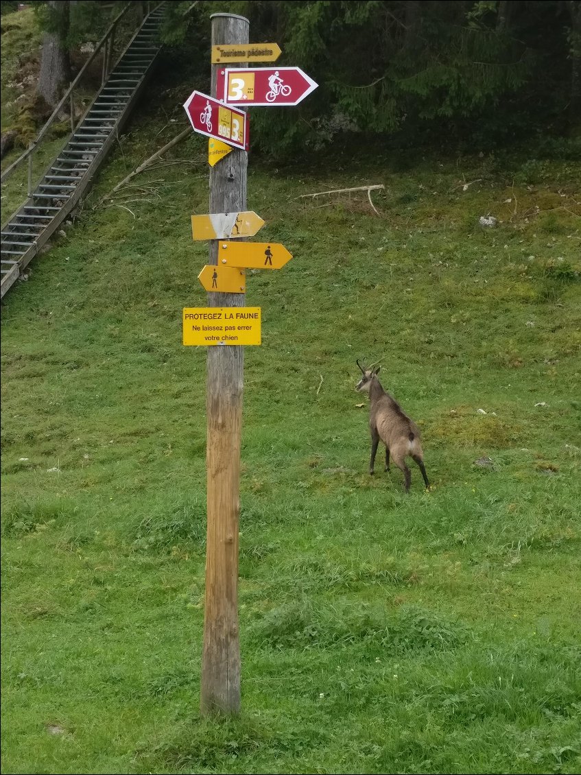 Rencontre au petit matin !