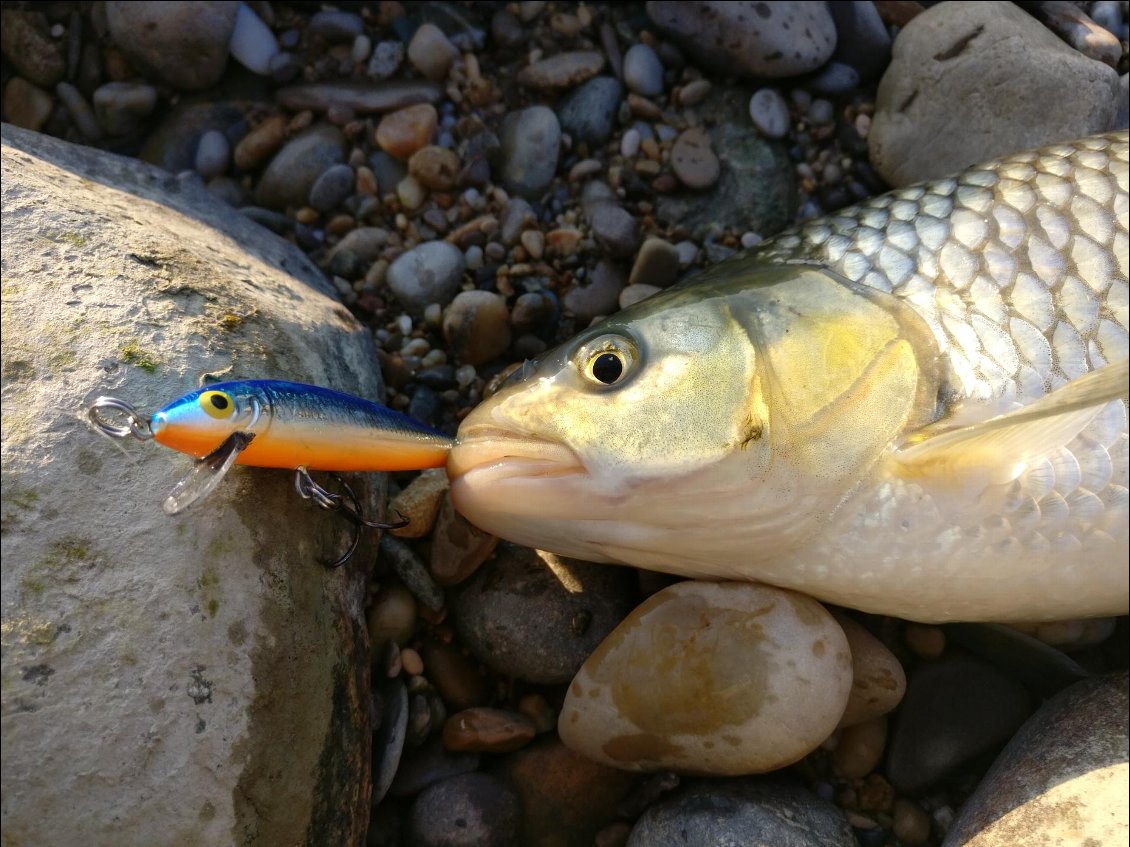 Un poisson du Danube que je connais pas et que je ne mangerai pas!