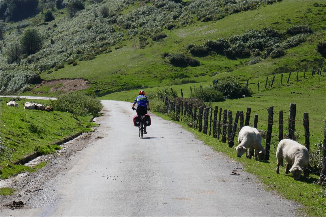 Nous partageons la route avec les vaches et les moutons.