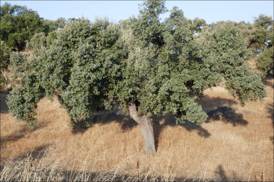 Chênes verts, seules tâches colorées dans le paysage.